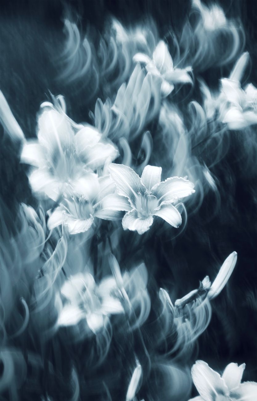 abstract black and white floral photography